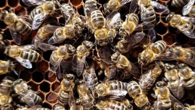Complex Learned Social Behavior Discovered in Bee’s ‘Waggle Dance’