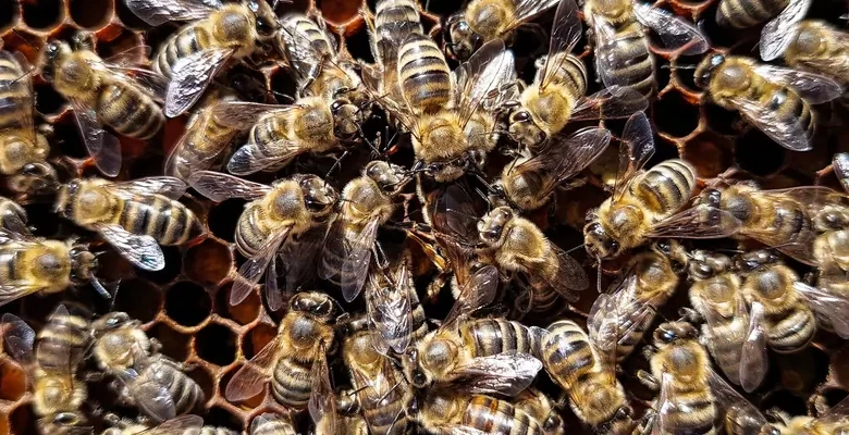 Complex Learned Social Behavior Discovered in Bee’s ‘Waggle Dance’